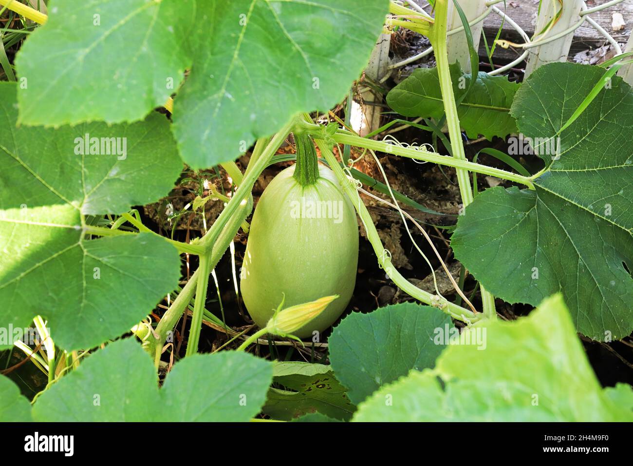 Ein süßer Kürbis, der im Sommer wächst Stockfoto