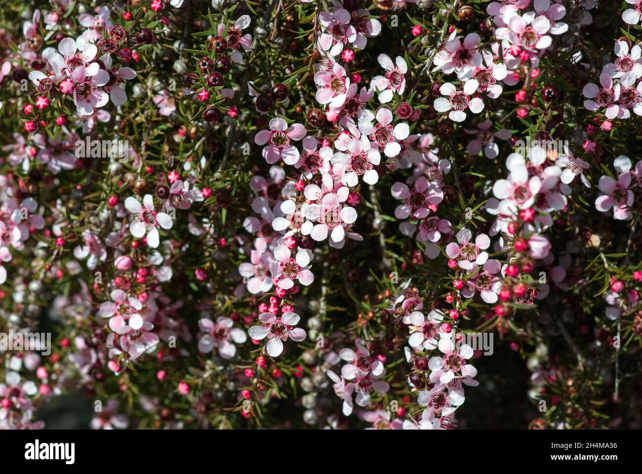Manuka Blumen Stockfoto