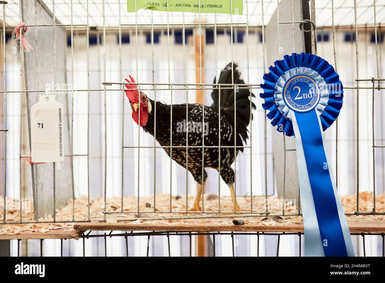 Eine wunderschöne gesprenkelte Henne, die auf einer Country Show ausgestellt wurde. Stockfoto