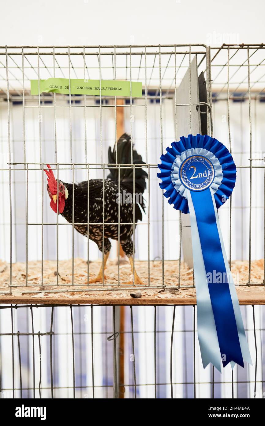 Eine wunderschöne gesprenkelte Henne, die auf einer Country Show ausgestellt wurde. Stockfoto