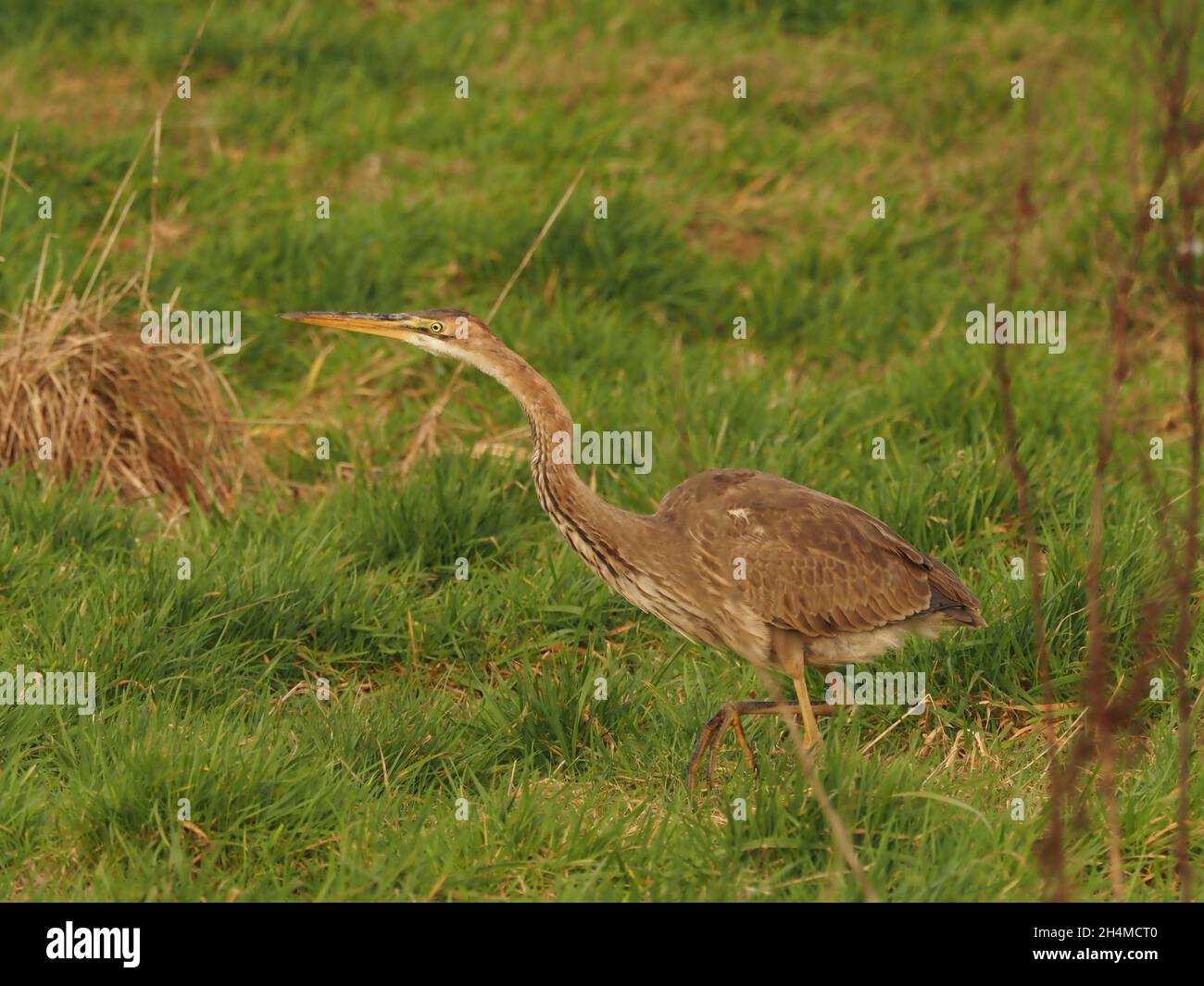 Dieser juvenile/subadulte Purpurreiher blieb im Frühherbst in Großbritannien in einem rauhen Graslandfeld, das sich von Feldmäusen ernährte Stockfoto