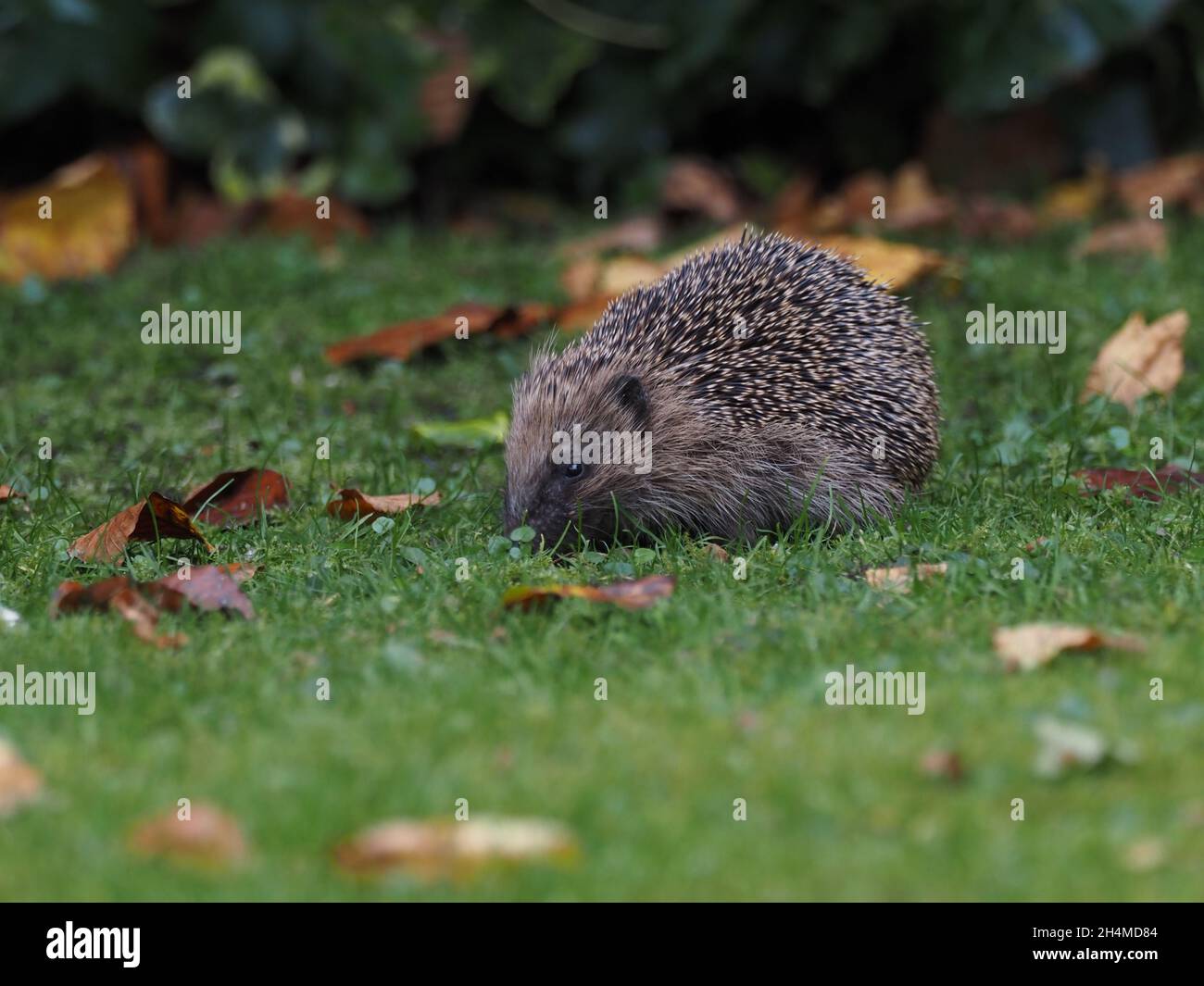 Diese Bilder wurden in meinem Garten aufgenommen, als der Igel seine Runden machte, die bis zu 2 Meilen lang sein können. Sie sind auf den Straßen sehr gefährdet. Stockfoto