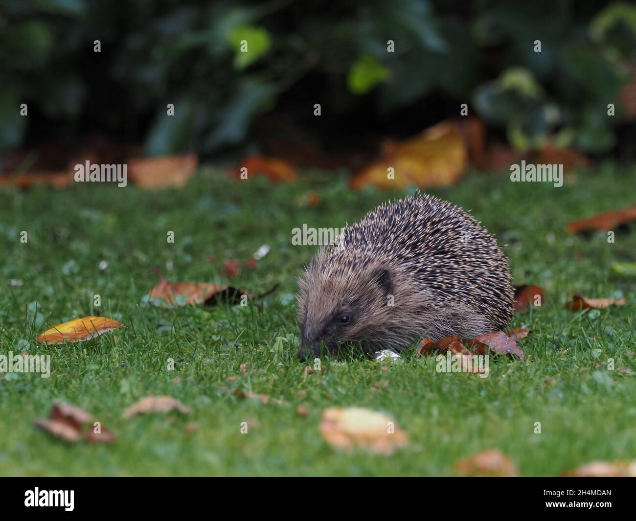 Diese Bilder wurden in meinem Garten aufgenommen, als der Igel seine Runden machte, die bis zu 2 Meilen lang sein können. Sie sind auf den Straßen sehr gefährdet. Stockfoto