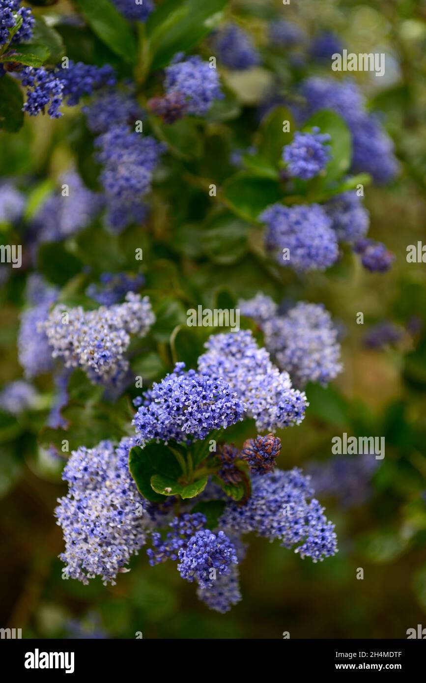 Ceanothus arboreus Trewihen Blue, kalifornischer Flieder Trewihen Blue, tiefblaue Blütenrispen, tiefblaue Blütenrispen, Blumen, blühend, immergrüner Shru Stockfoto