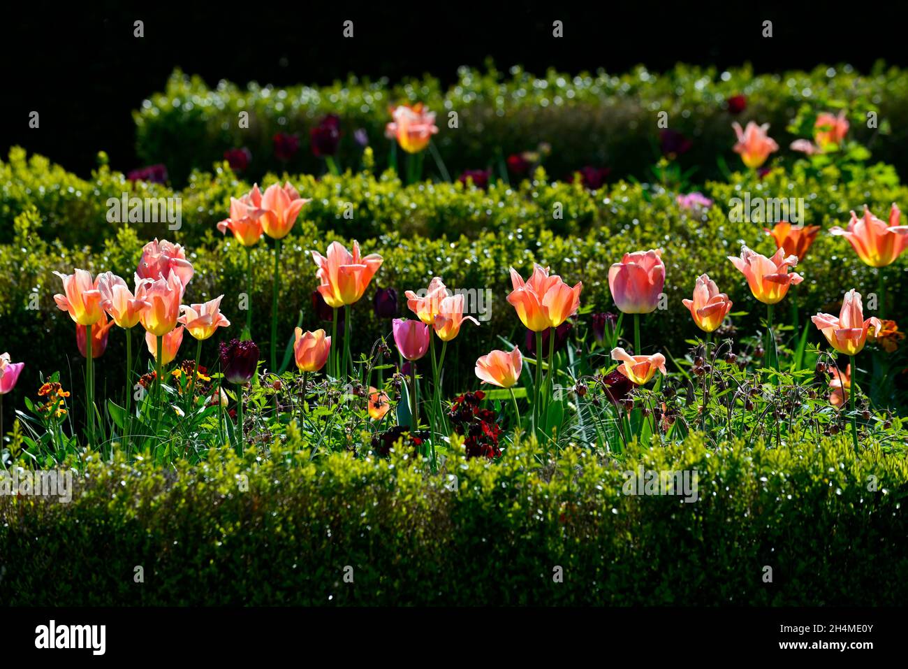 Tulpe, Tulpen, tulpen, Tulpenarten, Kastenhecken, Kastenhecke, formeller Garten, formeller Garten, formeller Garten im Frühling, Tulpen in der Blume, Frühlingsgarten, Multi-Co Stockfoto