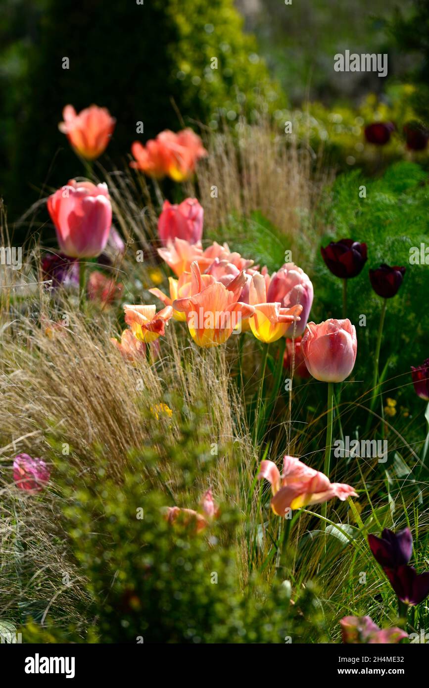 Tulpe, Tulpen, tulpen, Tulpenarten, Kastenhecken, Kastenhecke, formeller Garten, formeller Garten, formeller Garten im Frühling, Tulpen in der Blume, Frühlingsgarten, Multi-Co Stockfoto