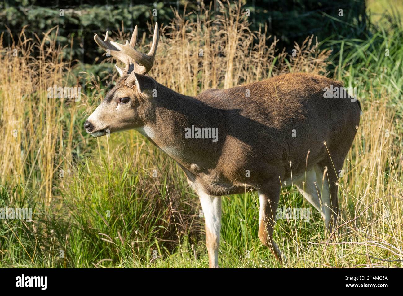 Nordamerika; Usa; Alaska; Küstenalaska; Tierwelt; Herbst; Sitka-Hirsch; Odocoileus hemionus sitkensis; Buck Stockfoto