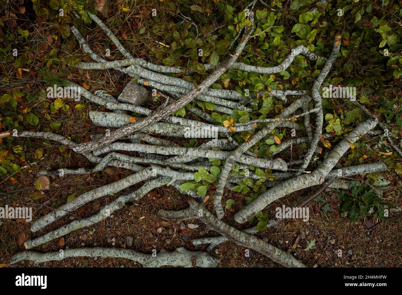 Mehrere Holzstämme wurden zur Herstellung von Brennholz in den feuchten und herbstlichen Böden der Wälder des Naturparks Moncayo, Provinz Zaragoza, Aragon, Spanien, geschnitten Stockfoto