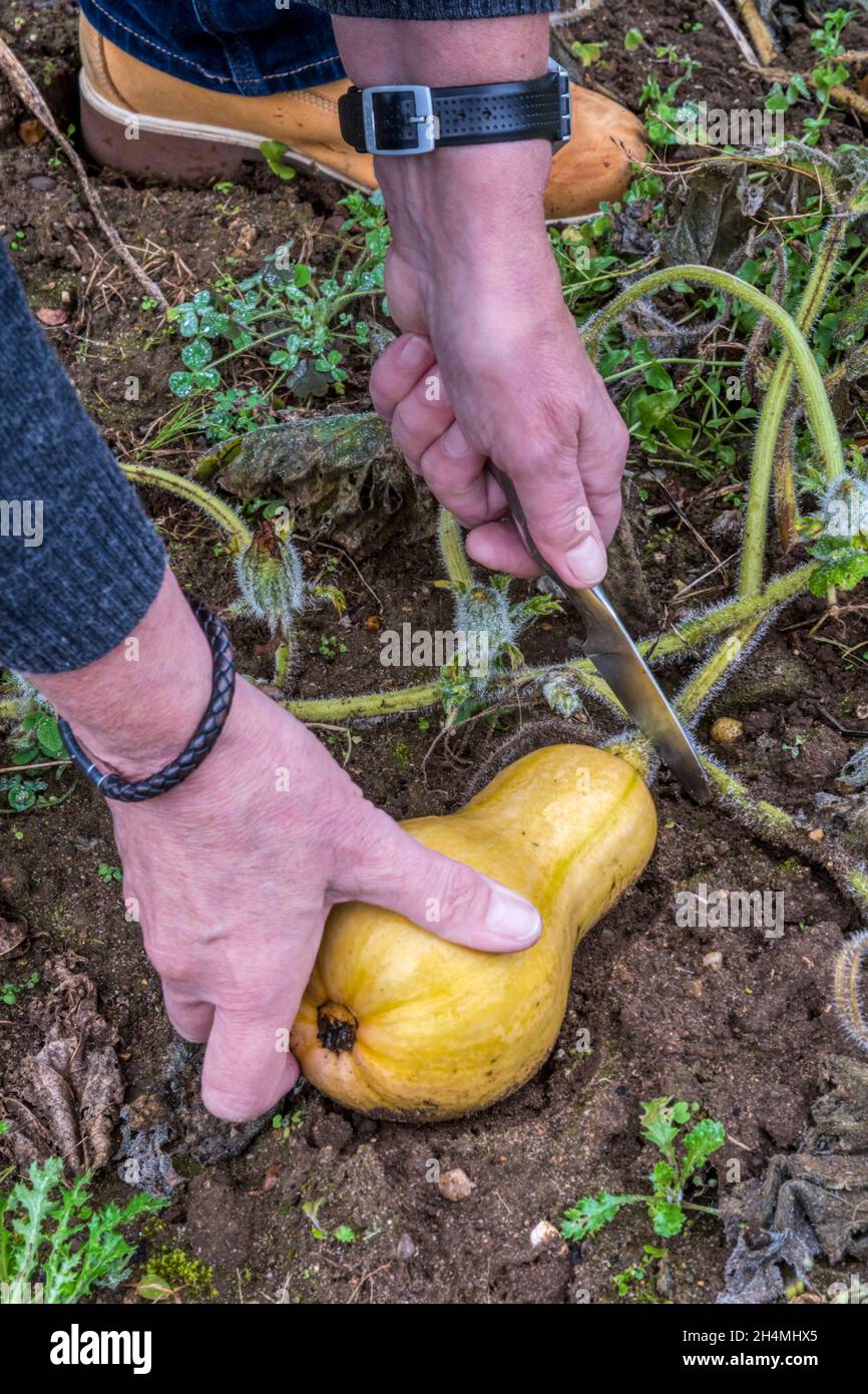 Frau, die einen Butternusskürbis, Cucurbita moschata, erntet und in ihrem Zuteilung- oder Gemüsegarten wächst. Stockfoto