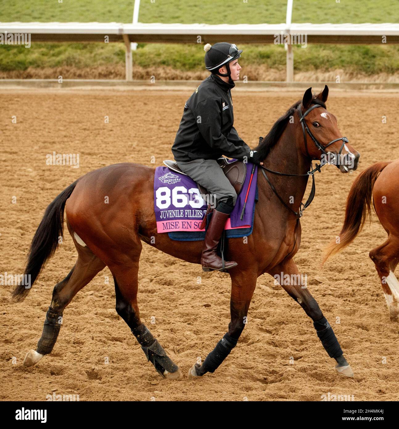 Del Mar, CA, USA. November 2021. Del Mar, CA 1. NOVEMBER: Mise en scene, trat in den Breeders' Cup Juvenile-Stutfohlen Turf ein und wurde von James Ferguson trainiert, auf der Strecke während des morgendlichen Trainings für den Breeders' Cup 2021 am 1. November 2021 im Del Mar Thoroughbred Club in Del Mar, Kalifornien. (Foto von Casey Philips/Eclipse Sportswire/CSM). Kredit: csm/Alamy Live Nachrichten Stockfoto