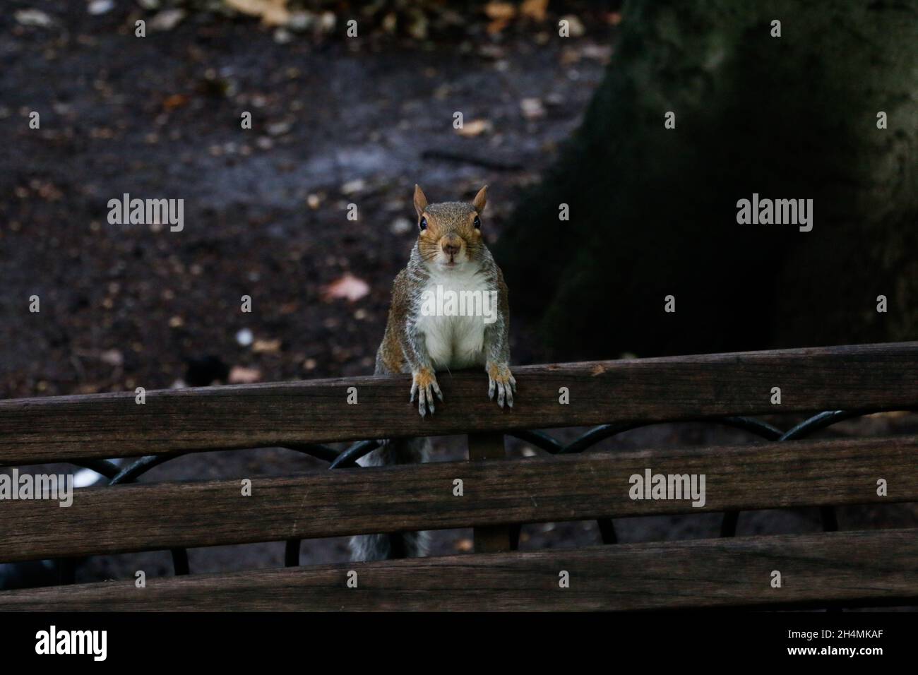 Eichhörnchen lehnt sich auf einer Holzbank mit seinen Vorderbeinen im Park Stockfoto