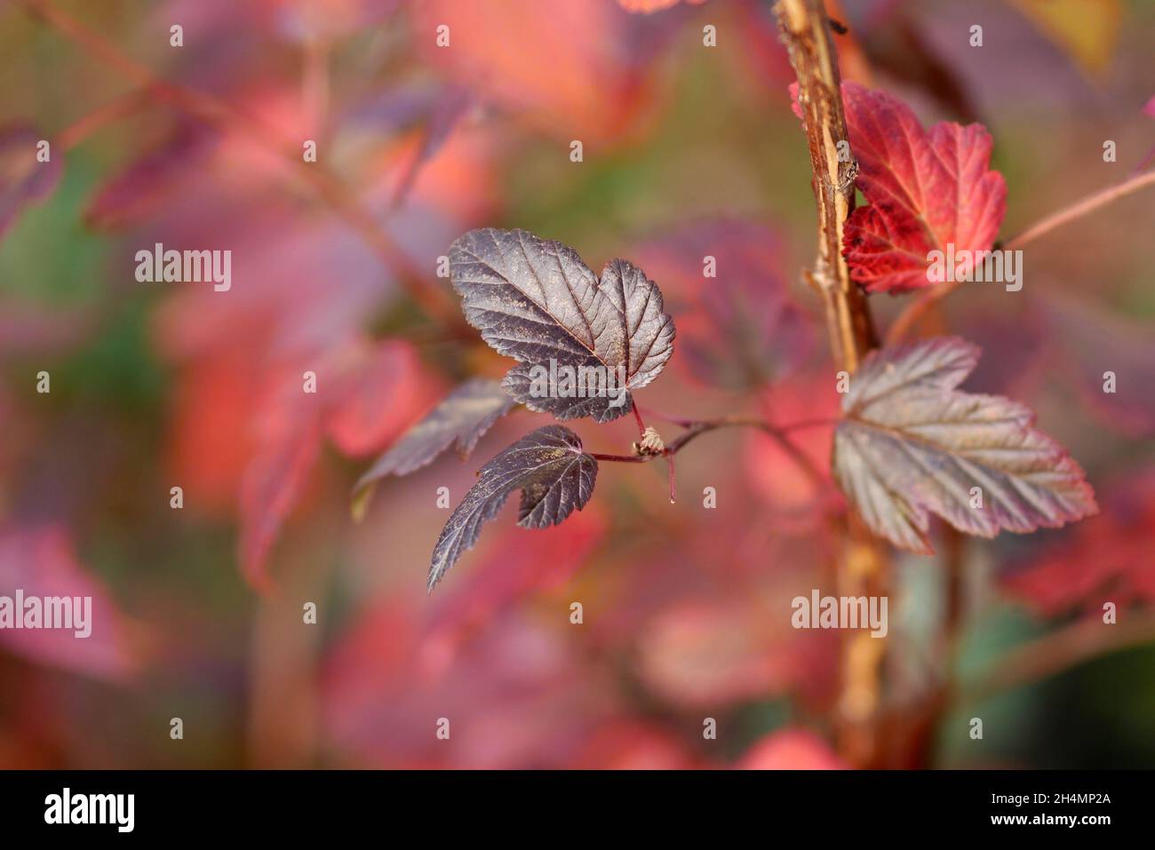 Physocarpus verzweigt sich im Herbst aus nächster Nähe. Physocarpus opulifolius. Familie Rosaceae. Heller Herbsthintergrund mit roten karmesinroten Blättern von belaubten Strauch. Stockfoto