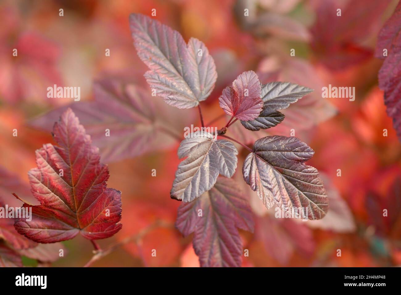 Physocarpus verzweigt sich im Herbst aus nächster Nähe. Physocarpus opulifolius. Familie Rosaceae. Heller Herbsthintergrund mit roten karmesinroten Blättern von belaubten Strauch. Stockfoto