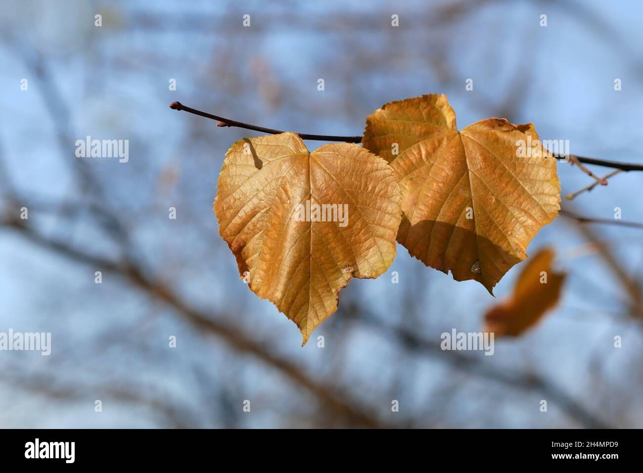 Linden im Herbst, Ast und gelbe Blätter verwischen Hintergrund horizontal. Tilia. Tiliaceae Familie. Herbst verwischen Hintergrund mit Zweig und gelb le Stockfoto