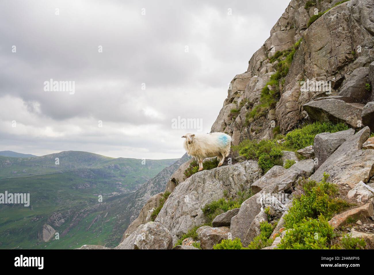 Walisische Bergschafe stehen isoliert hoch auf einer Felswand im Snowdonia National Park, North Wales, Großbritannien. Stockfoto