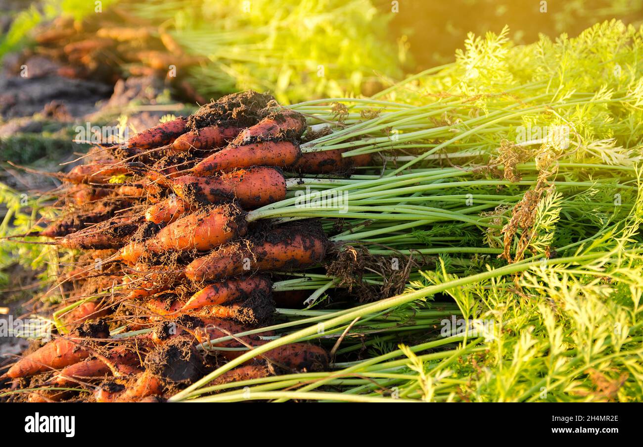 An einem sonnigen Tag liegt ein Haufen frisch gepflückter Karotten auf dem Feld. Geerntetes Bio-Gemüse. Landwirtschaft und Landwirtschaft. Saisonarbeit. Selektiver FOC Stockfoto