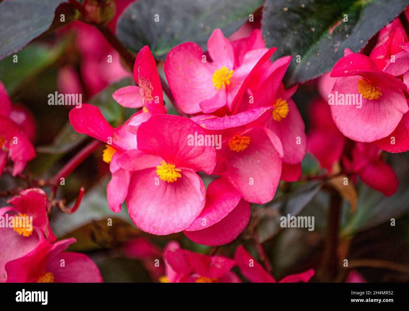 Begonia cultivar Fotos und Bildmaterial in hoher Auflösung Alamy