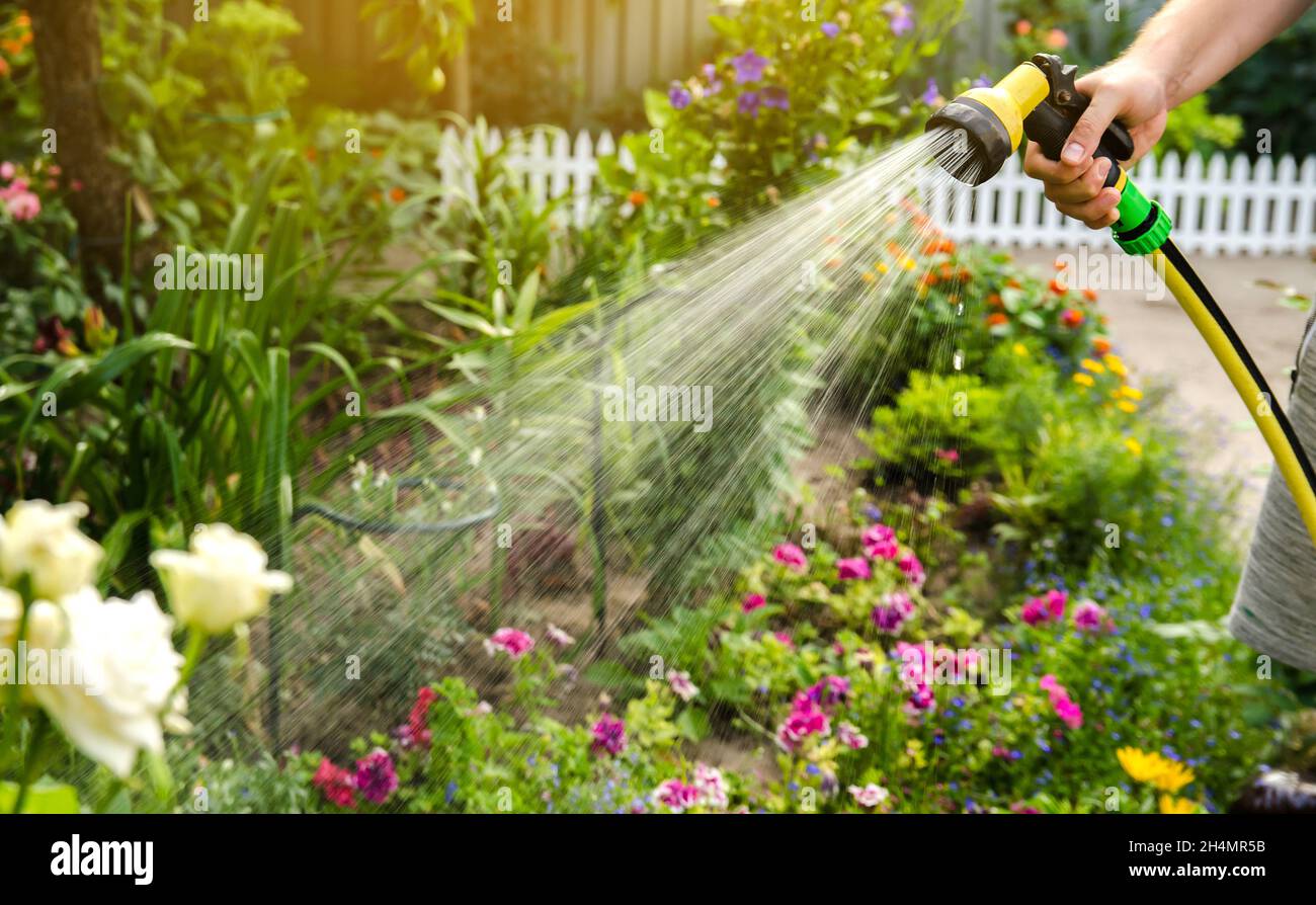 Ein Gärtner mit einem Gartenschlauch und eine Spritze die Blumen im Garten an einem sonnigen Tag im Sommer. Sprinklerschutz Schlauch für Bewässerungsanlagen. Gartenarbeit Stockfotografie