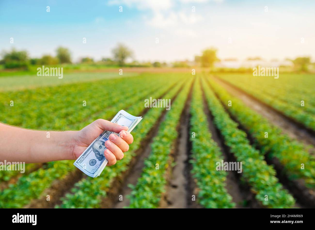 Dollarscheine in den Händen eines Bauern auf einem Hintergrund der Plantage. Gewinn, Erträge aus dem Agrarbusiness-Konzept. Start-ups in der Landwirtschaft. Support und subs Stockfoto