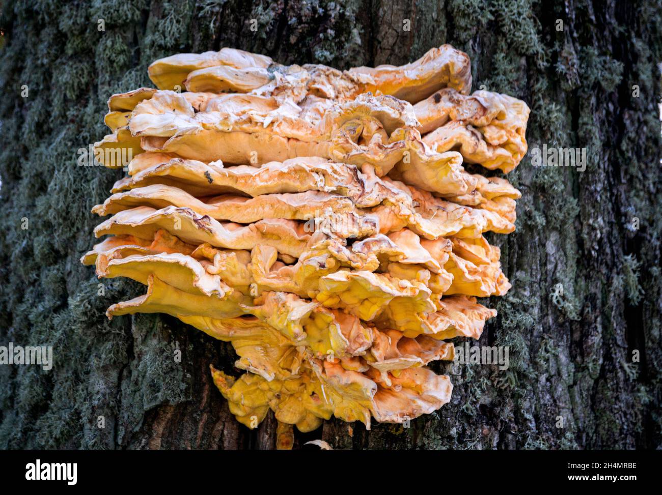 Ein riesiger essbarer schwefelgelber Zunder-Pilz auf einem Baum. Stockfoto