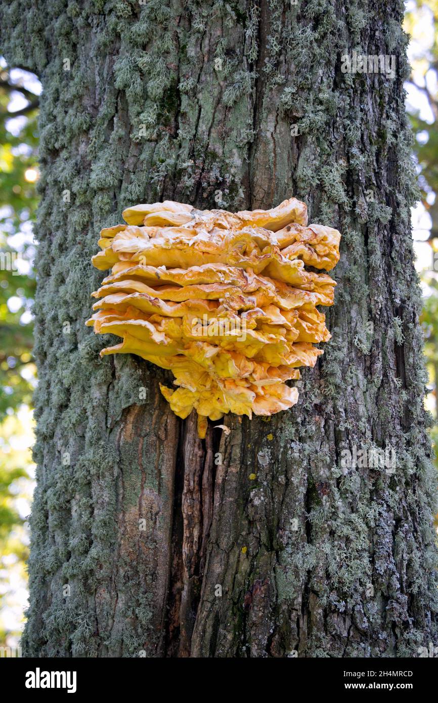 Ein riesiger essbarer schwefelgelber Zunder-Pilz auf einem Baum. Stockfoto