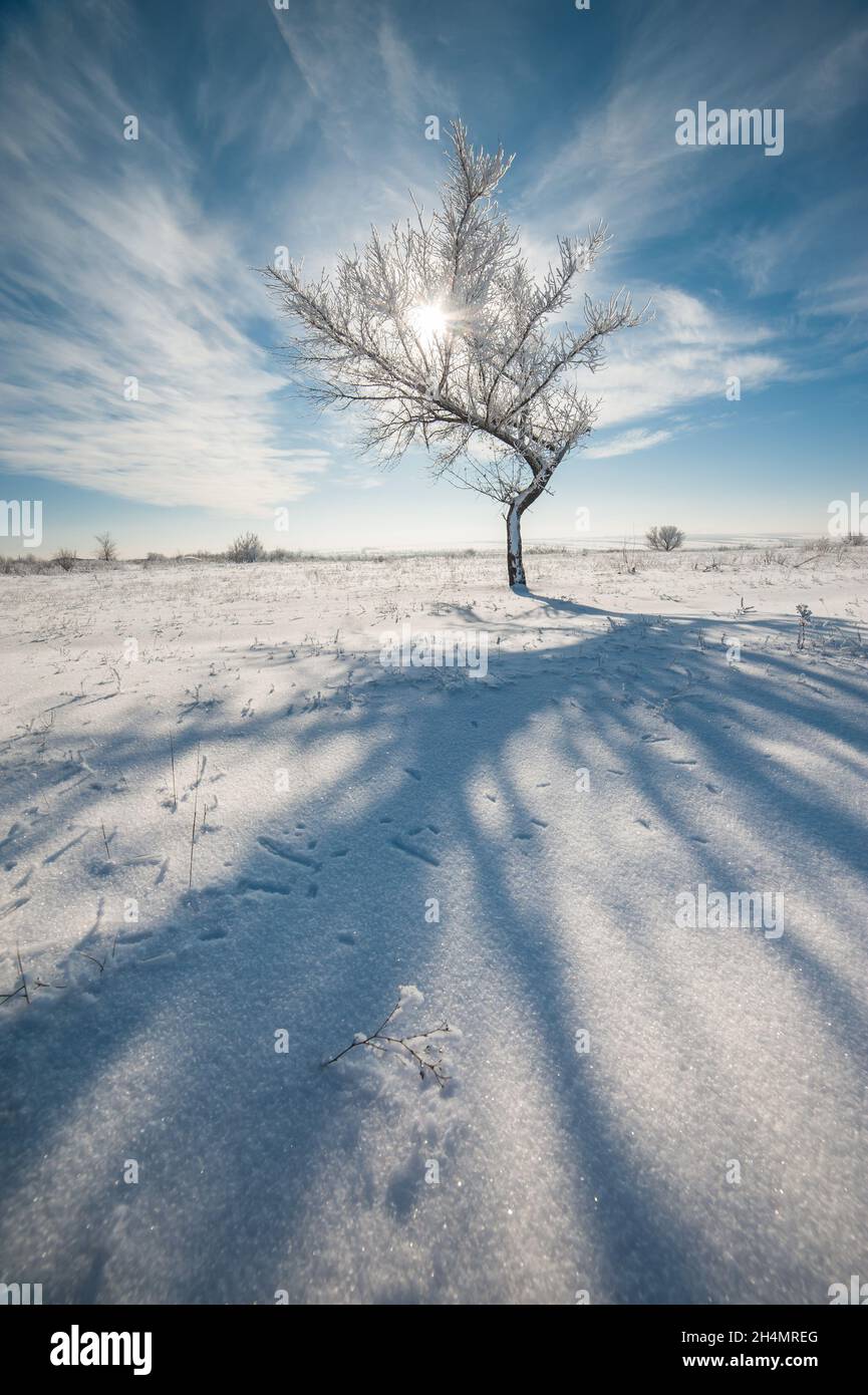 Einsamer Baum im Winter garssland, sonniger Tag mit hellem Himmel und Schnee auf Landschaft, Natur Hintergrund Stockfoto