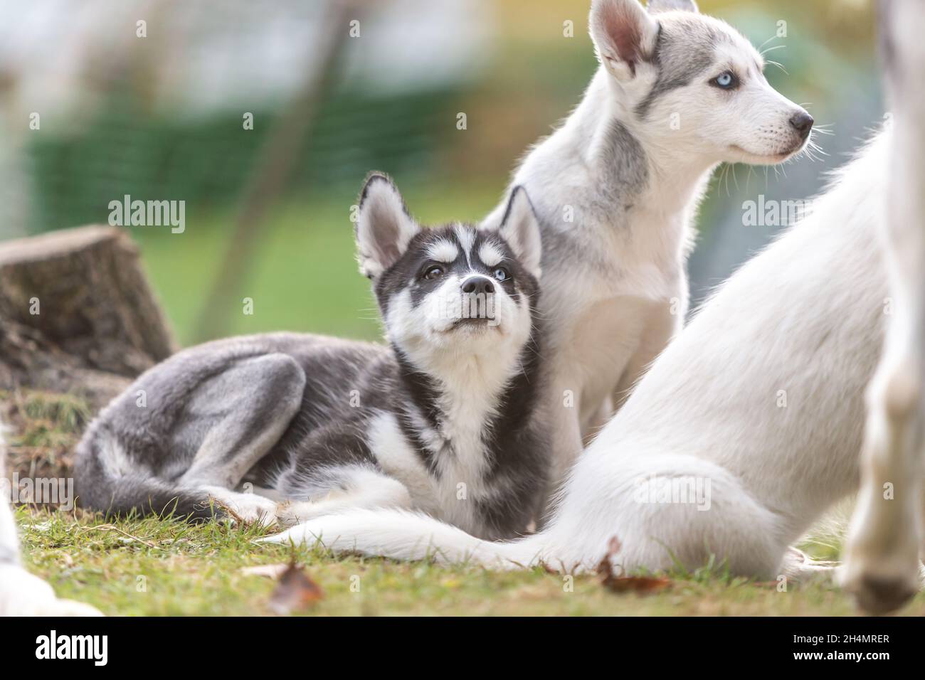 Husky Welpenhunde: Niedliche Wurfgeschwister kuscheln sich im Garten im Freien zusammen Stockfoto