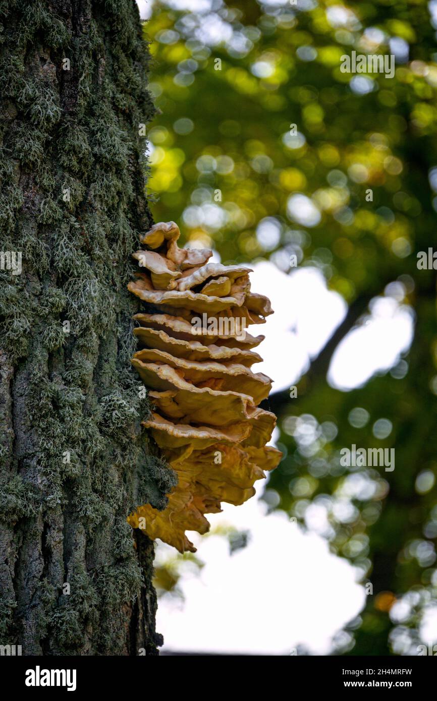 Ein riesiger essbarer schwefelgelber Zunder-Pilz auf einem Baum. Stockfoto