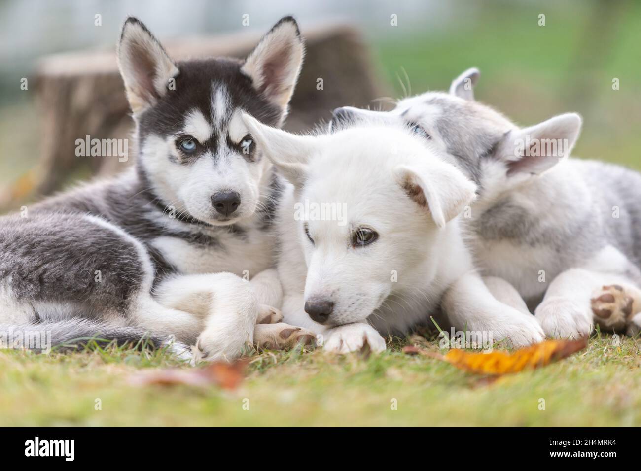 Husky Welpenhunde: Niedliche Wurfgeschwister kuscheln sich im Garten im Freien zusammen Stockfoto