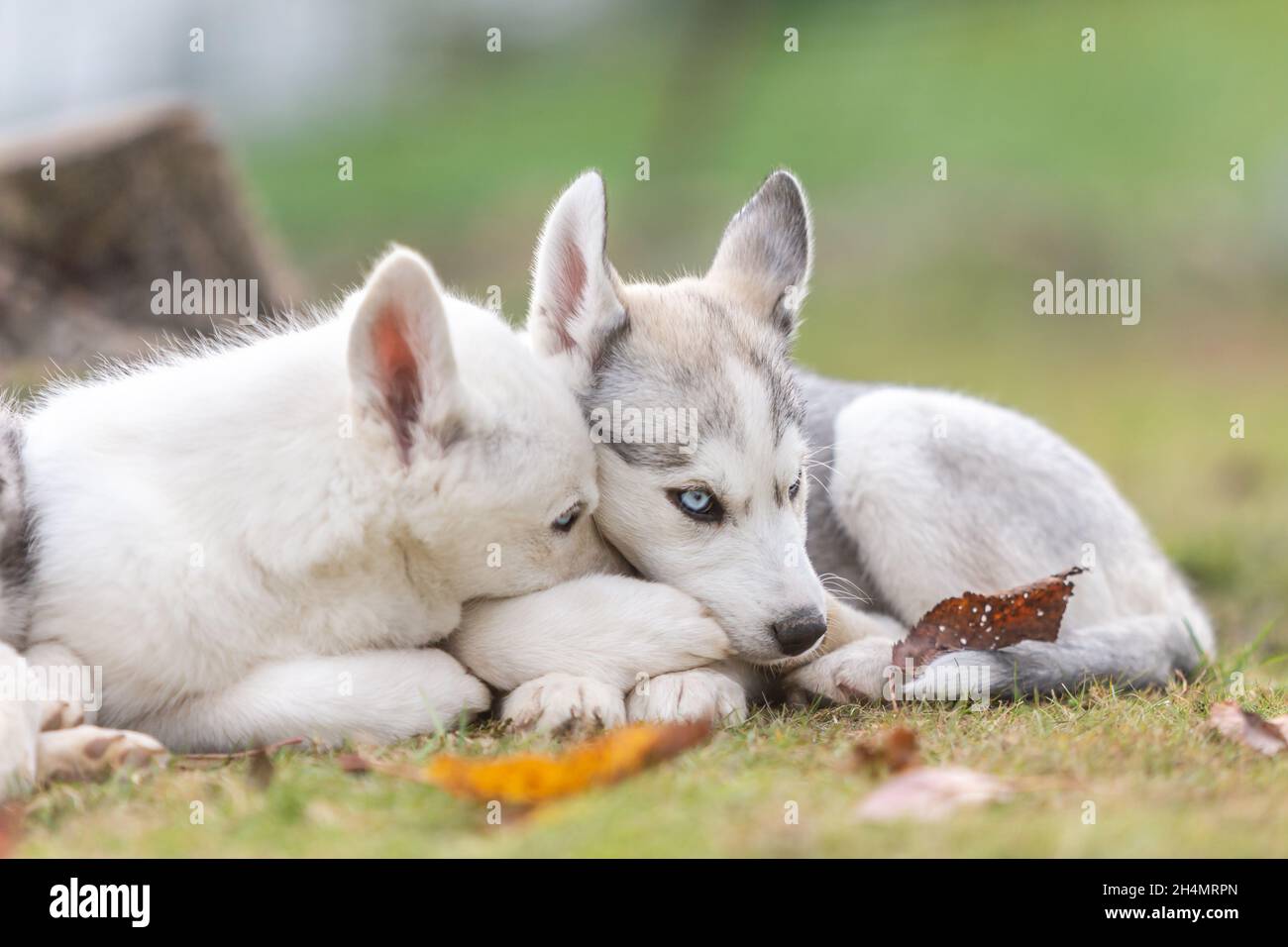 Husky Welpenhunde: Niedliche Wurfgeschwister kuscheln sich im Garten im Freien zusammen Stockfoto