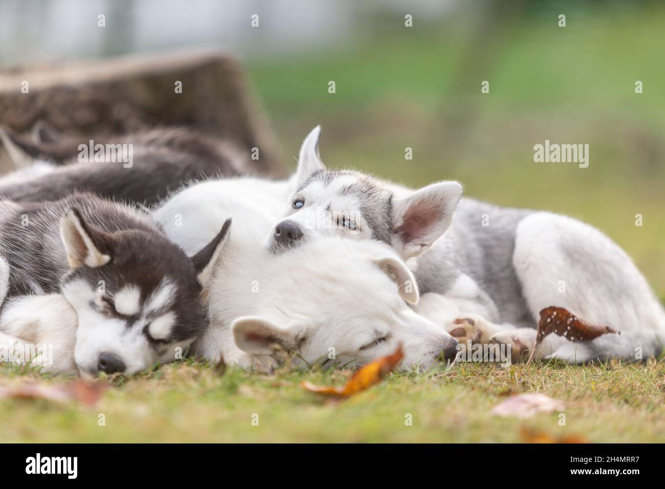 Husky Welpenhunde: Niedliche Wurfgeschwister kuscheln sich im Garten im Freien zusammen Stockfoto