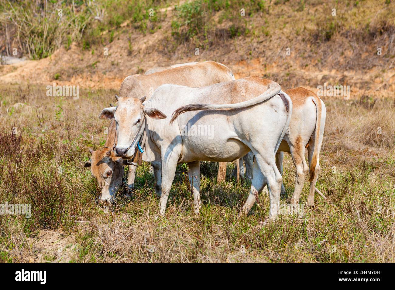 Kho-Lan Kühe auf der Weide im thailändischen Dorf Stockfoto