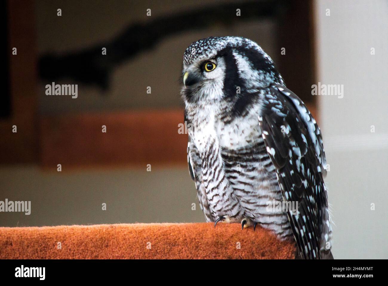 Western Screech-Owl. Stockfoto