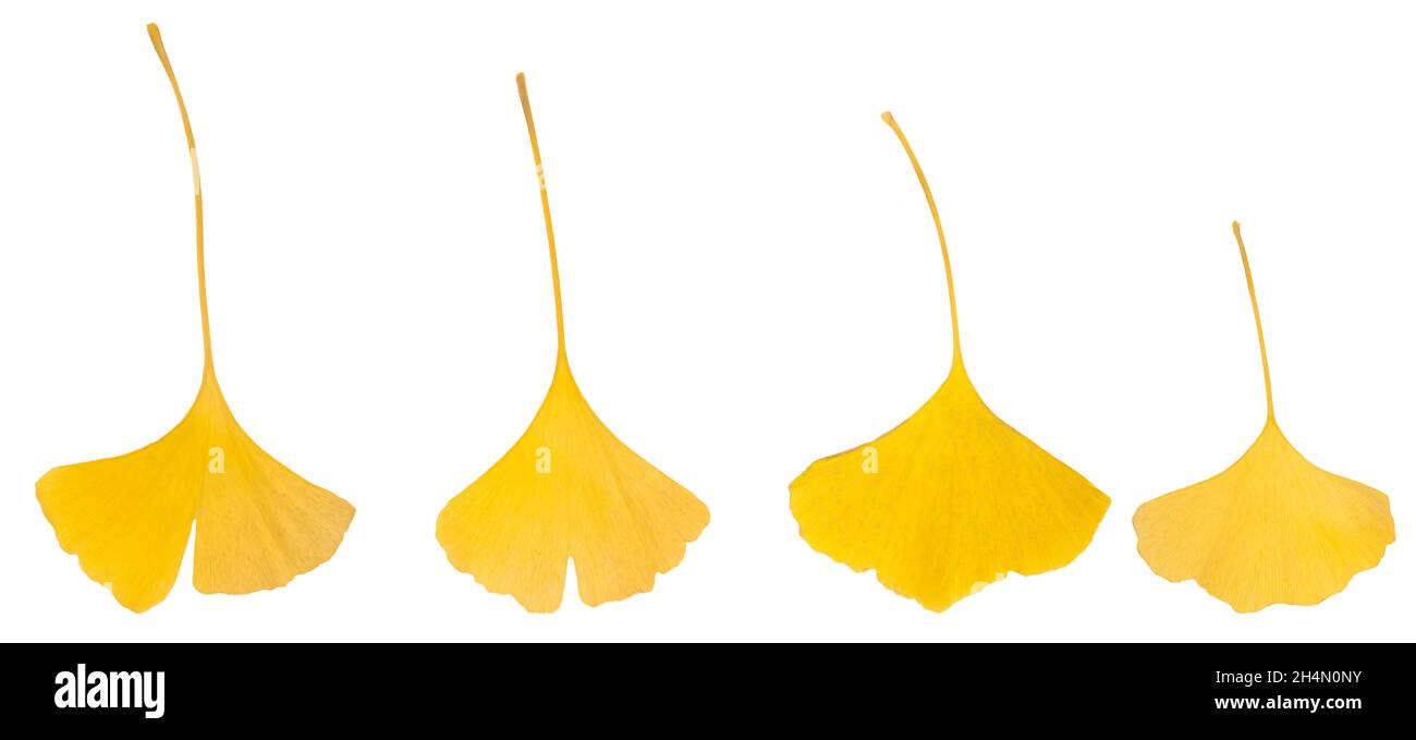 Die Komposition aus goldenen dekorativen schönen trockenen Ginkgo-Blättern auf weißem Hintergrund. Ginkgo biloba. Gelb Stockfoto