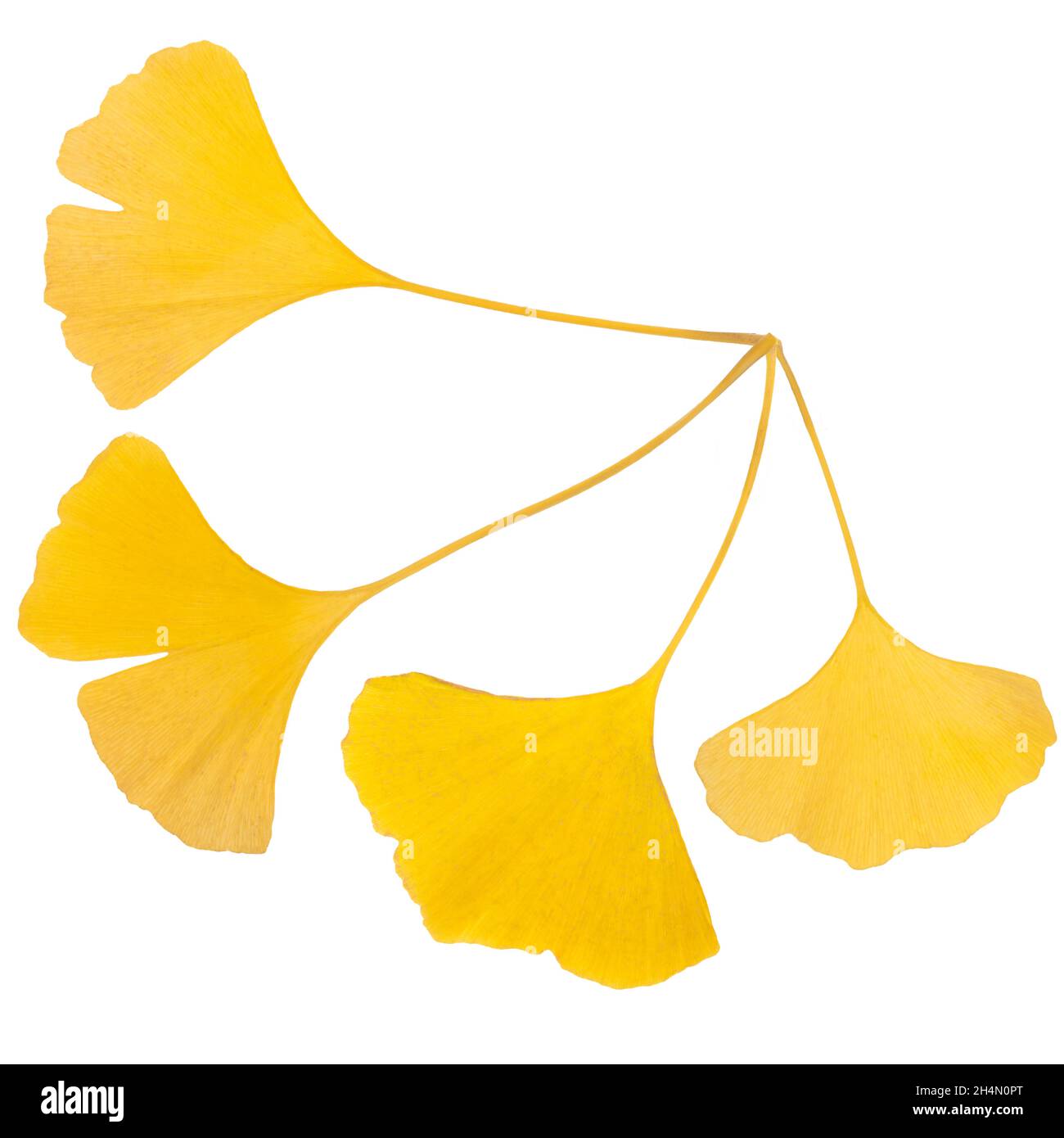 Die Komposition aus goldenen dekorativen schönen trockenen Ginkgo-Blättern auf weißem Hintergrund. Flache Grundrisse, Draufsicht. Ginkgo biloba. Gelb Stockfoto