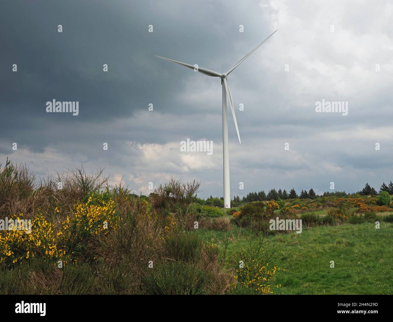 In East Kilbride, Schottland, Großbritannien, ragen hohe weiße Windturbinen über blühenden wilden Besen in einer natürlichen Parklandschaft unter einem grau-trüben Himmel empor Stockfoto