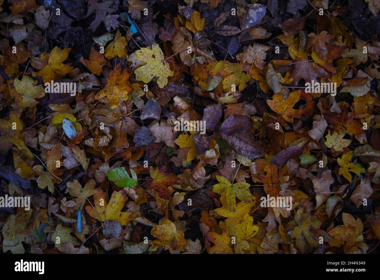 Ein paar gelbe Herbstblätter Szene Hintergrund Textur auf einem felsigen Boden, die den Beginn des Herbstes platziert. Wunderschöne Herbstszene im Park. Stockfoto