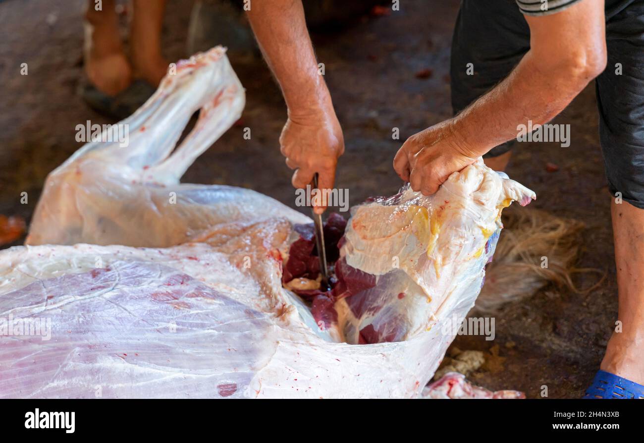 Ein Pferdeschlachter, der ein Hinterbein aus einem gehäuteten Pferdekadaver schneidet. Zerstückelung Pferd für die Fleischproduktion. Stockfoto