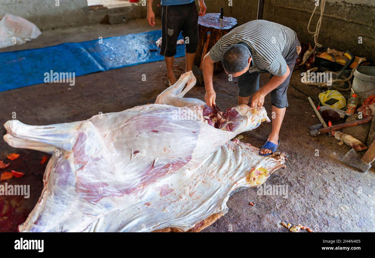 Ein Pferdeschlachter, der ein Hinterbein aus einem gehäuteten Pferdekadaver schneidet. Zerstückelung Pferd für die Fleischproduktion. Stockfoto