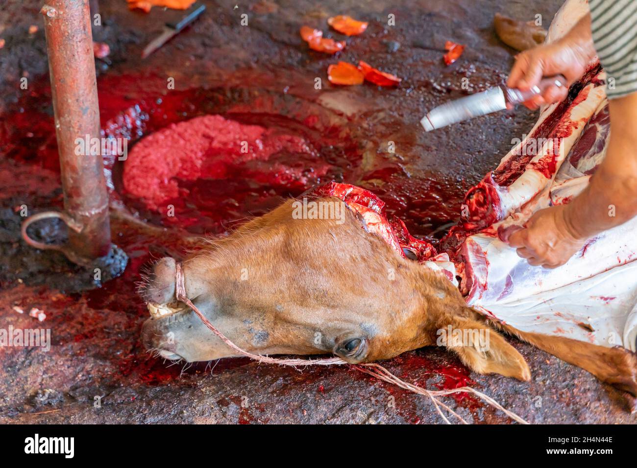 Ein Messer eines Pferdeschlachters, das einen geschlachteten Pferdekadaver enthäutete. Abgetrennt Schnitt der Kopf des Pferdes auf dem blutbedeckten Boden in einem Bauernschlachtschaufenhaus ab. Stockfoto