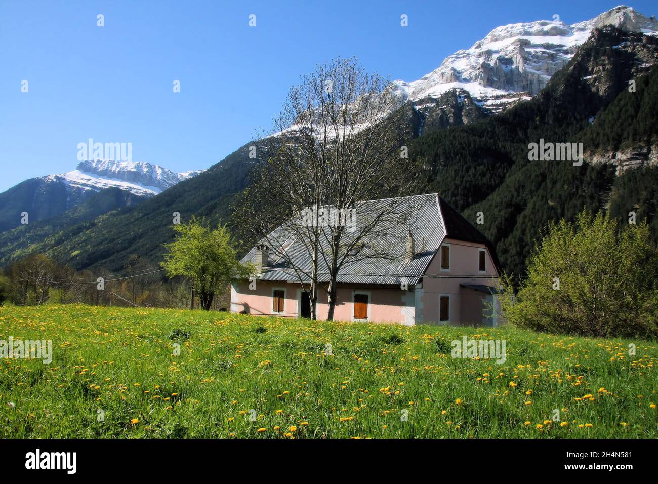 Rosa traditionelles Haus im Feld der gelben Blumen mit schneebedeckten Bergen im Pineta-Tal (Valle de Pineta), Nationalpark Ordesa, Spanien Stockfoto