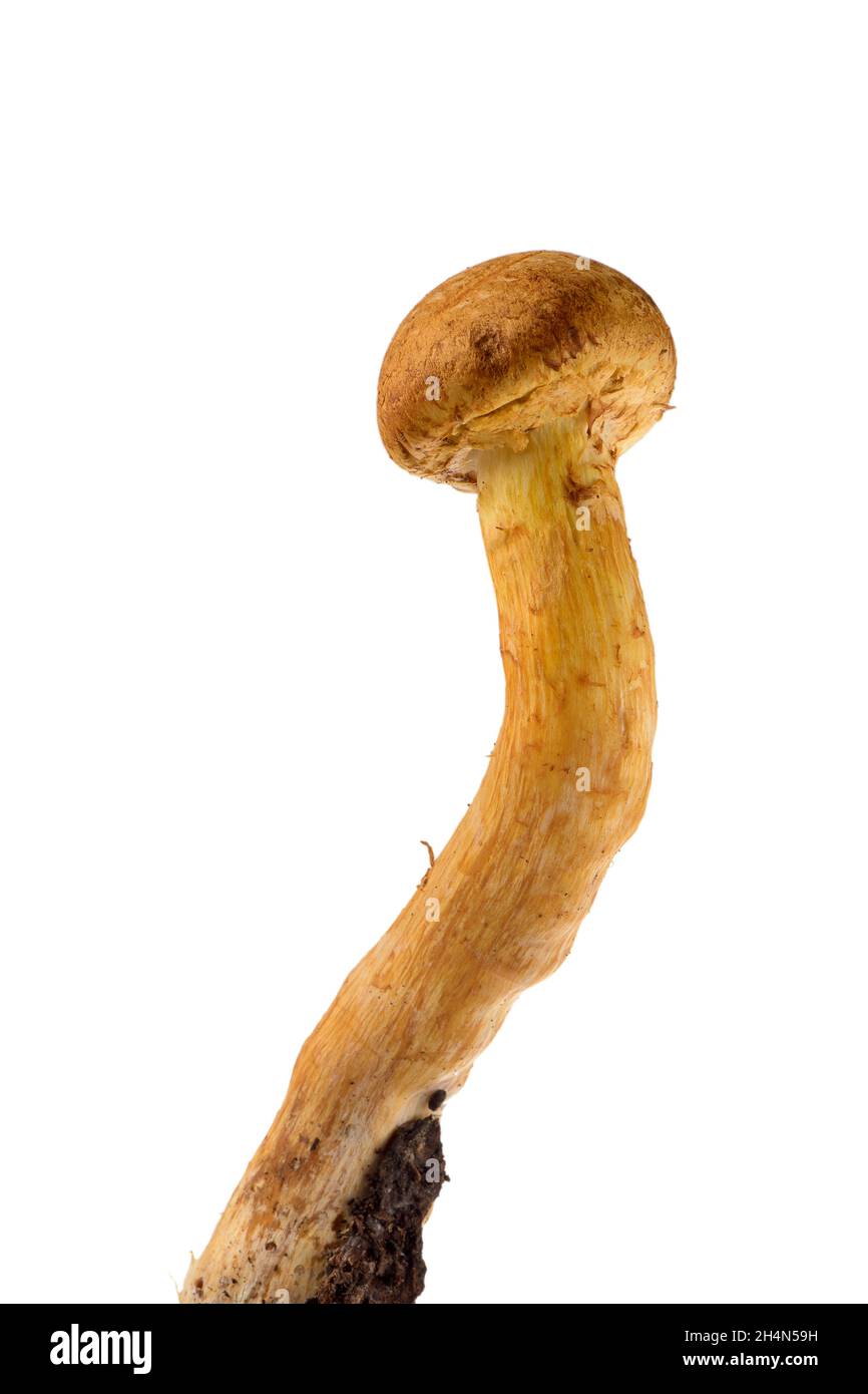 Gymnopilus junonius eine Pilzart aus der Familie der Cortinariaceae, bekannt als spektakuläre Rustgill. Isoliert auf weißem Hintergrund. Stockfoto