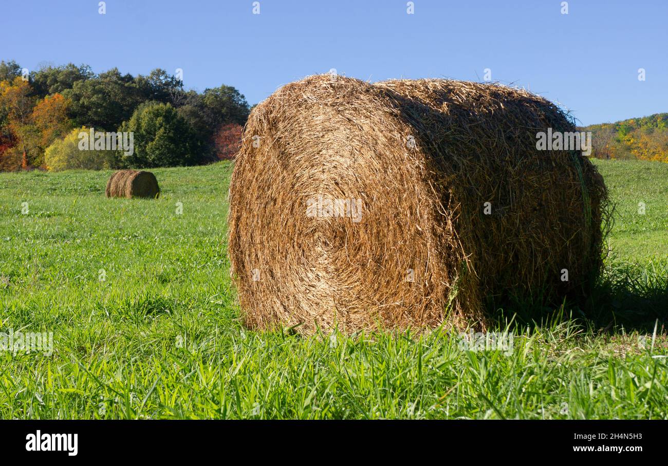 Heuballen auf einer Weide in North Carolina. Stockfoto