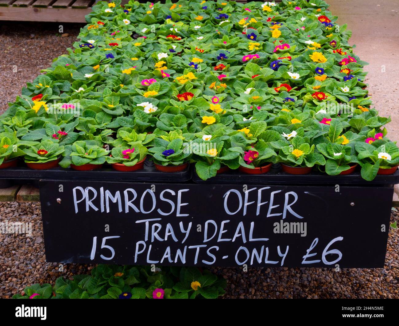 Blühende Primeln Pflanzen zum Verkauf in einem Gartencenter im November 2021 preislich £6 für 15 Töpfe Stockfoto