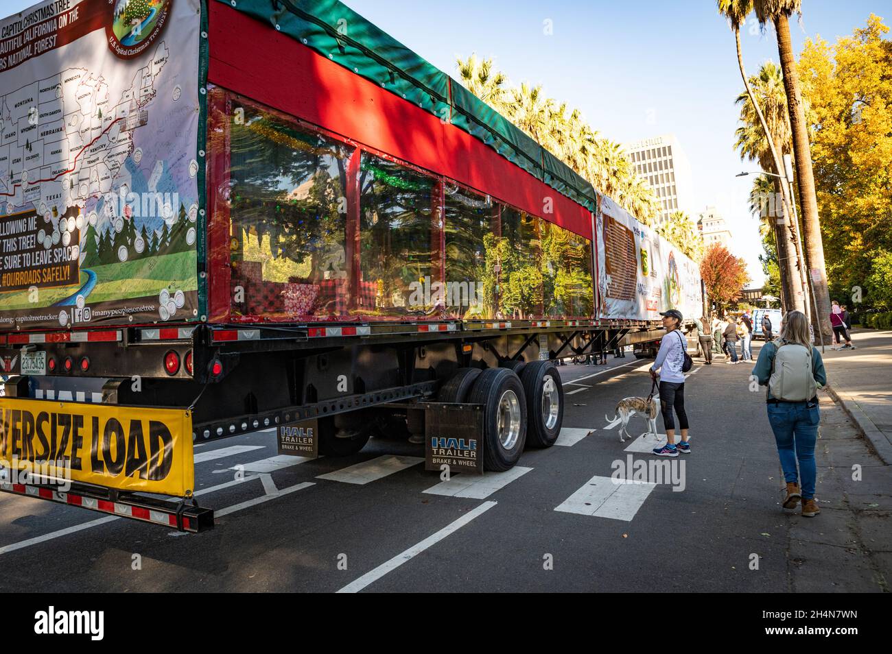 Eine Frau und ihr Hund halten inne, um auf die Seite des eingewickelten Kenworth T680 zu schauen, der den 85 Fuß langen Weihnachtsbaum des US-Kapitols im Langlauf trägt. Stockfoto