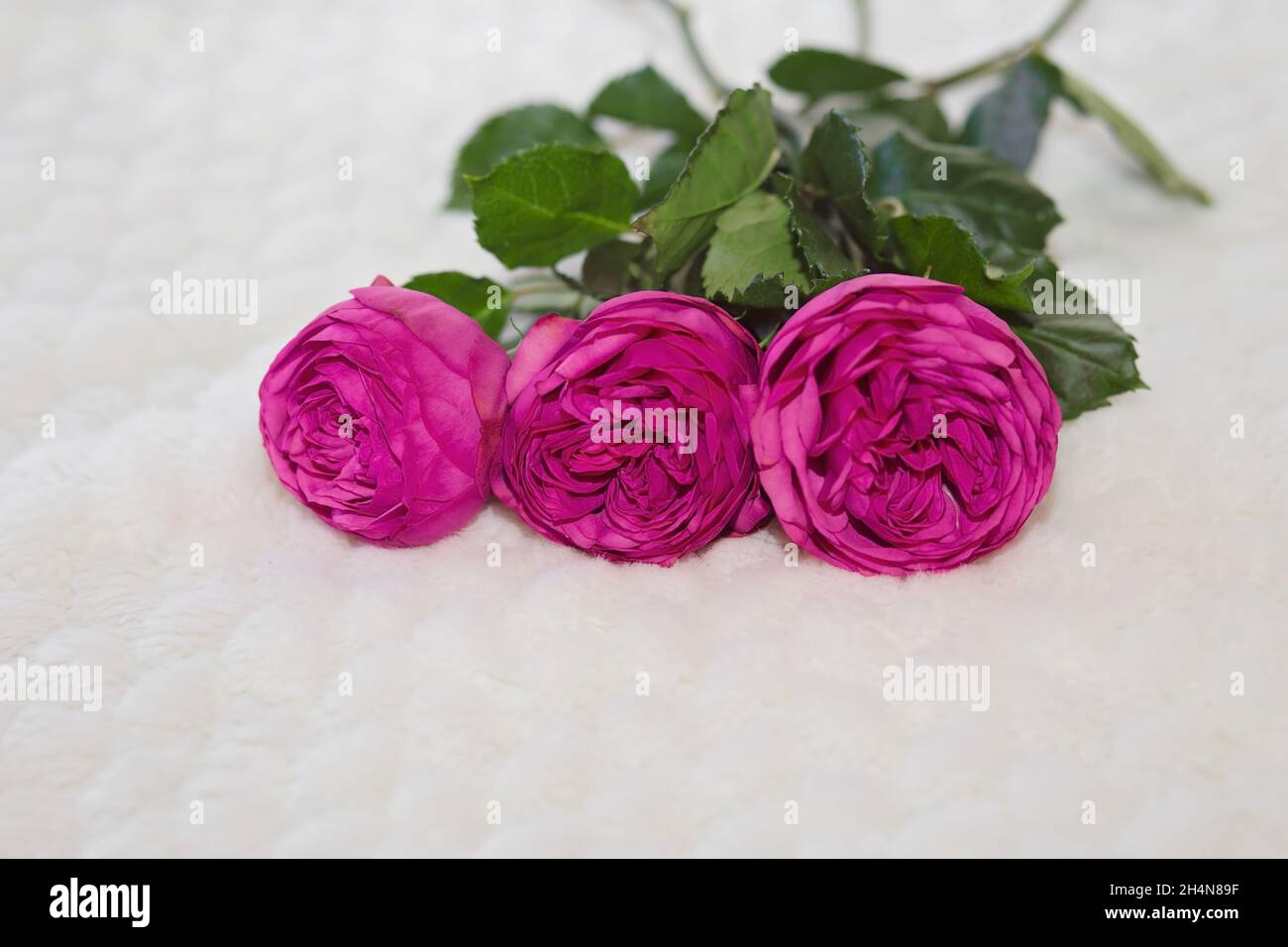 Drei rosafarbene, langstielige Rosen auf weißem Kunstpelzhintergrund Stockfoto