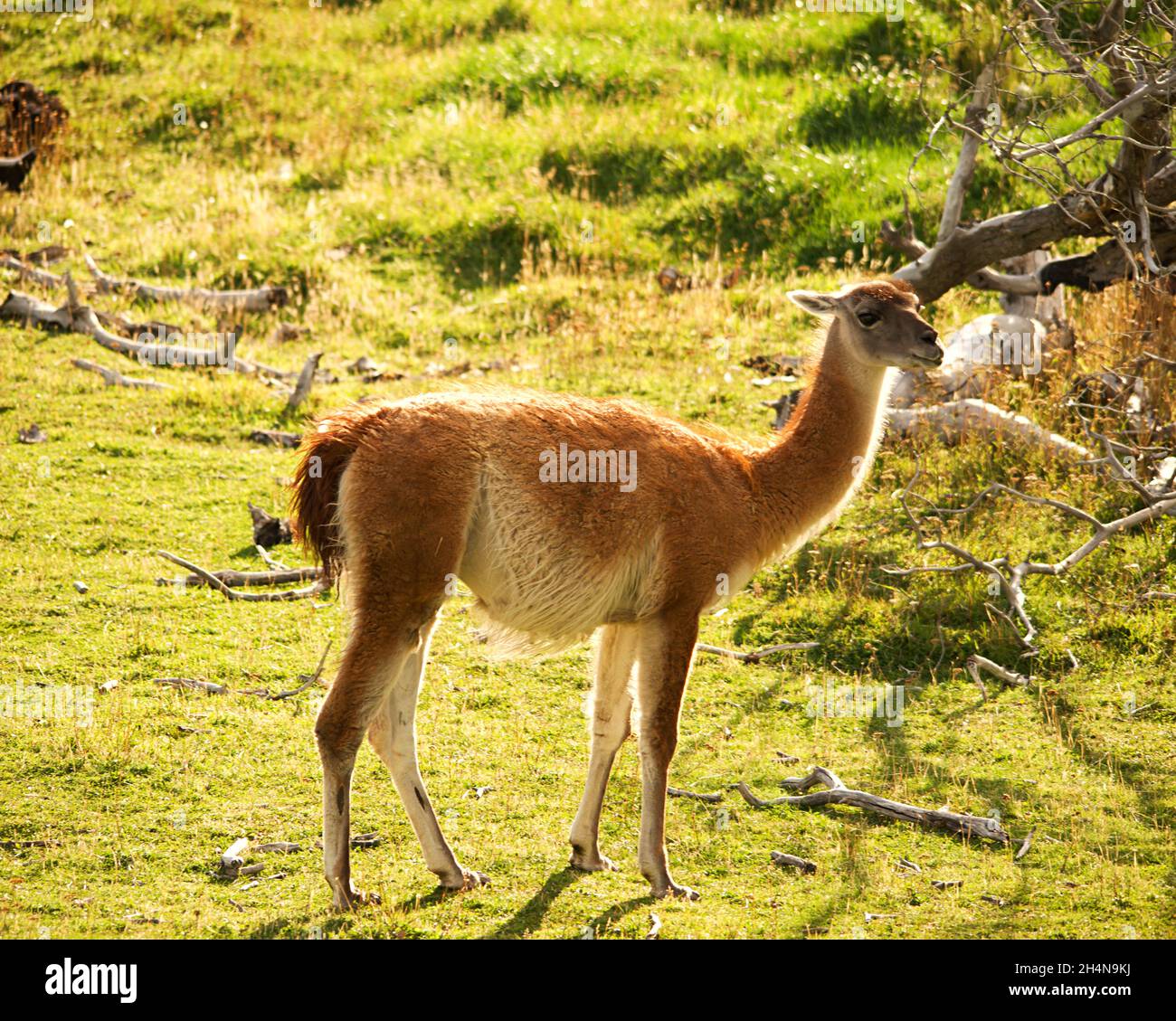 Nahaufnahme der Guanaco Beweidung im Patagonia Park in Chile. Stockfoto