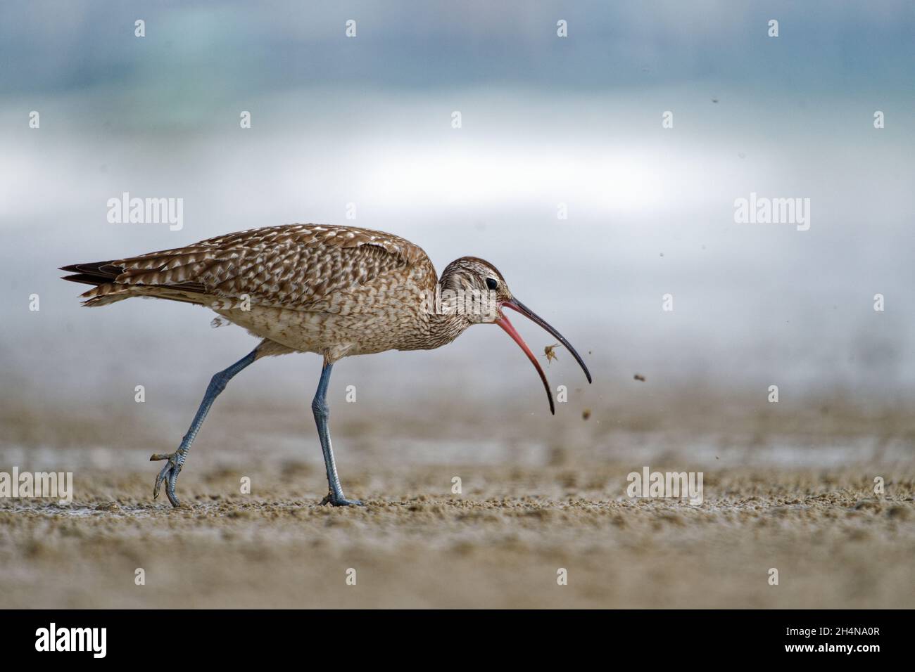 whimbrel oder Whimbrel am Strand in china Stockfoto