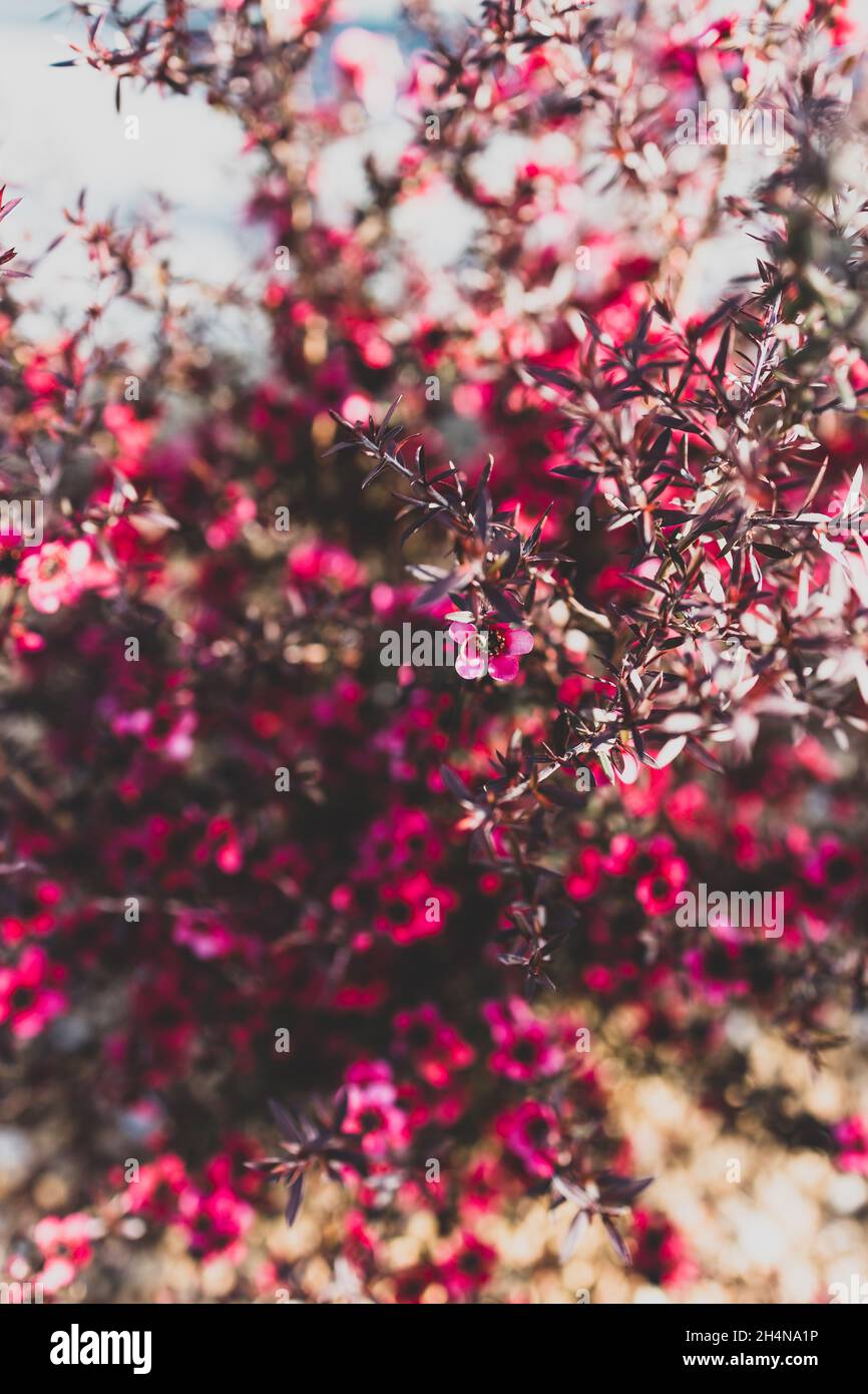 Nahaufnahme der neuseeländischen Tea Bush-Pflanze mit dunklen Blättern und roten Blüten, die in geringer Schärfentiefe aufgenommen wurden Stockfoto