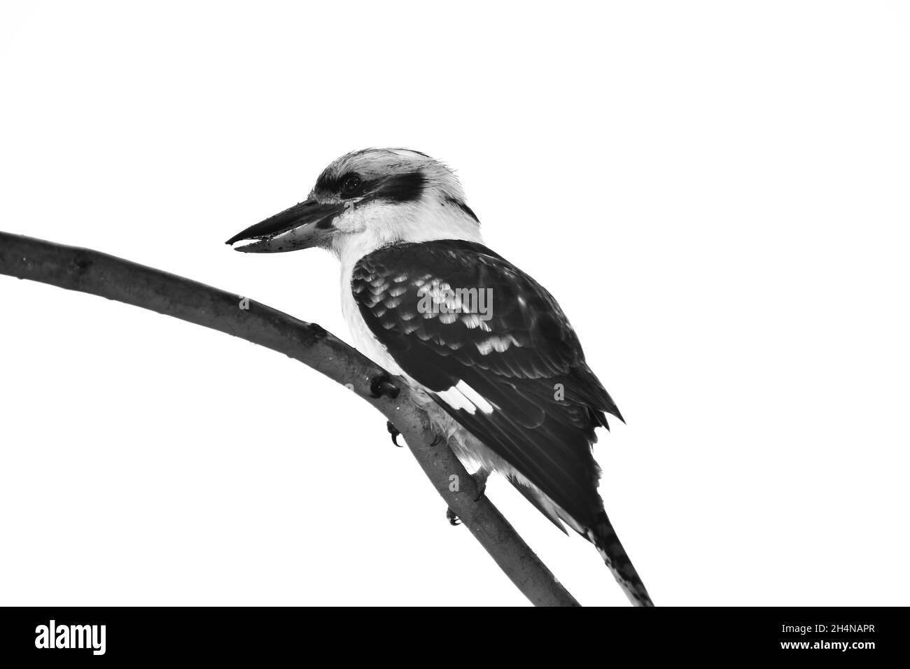 Kookaburra Stockfoto